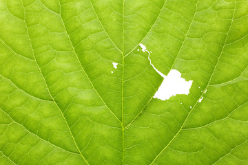 Texture of torn green leaf