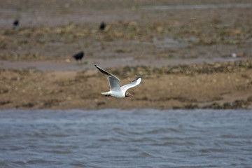Black Headed Seagull