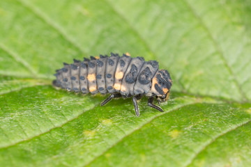 Seven spot ladybug, Coccinella septempunctata larva on leaf