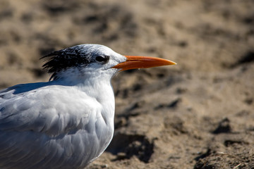 The Royal Tern at the Malibu Beach in October