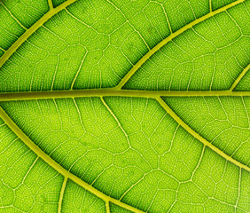 Close up of leaf of fiddle-leaf fig, soft focus
