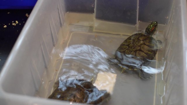 turtles swim in a plastic container