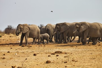 African elephants, Loxodon africana, runs a waterhole Etosha, Namibia