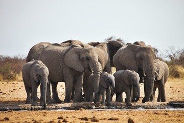 African elephants, Loxodon africana, runs a waterhole Etosha, Namibia