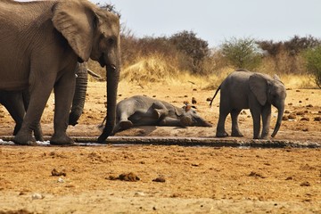 African elephants lying, Loxodon africana, Etosha, Namibia