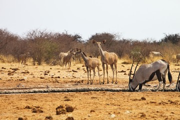 Greater kudu, Tragelaphus strepsiceros,  at the waterhole Etosha, Namibia