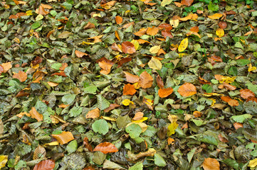 November in forest, wet fallen leaves in mixed colours.