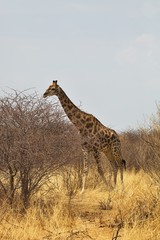 Giraffe, Giraffa camelopardalis, in Etosha National Park, Namibia