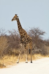 Giraffe, Giraffa camelopardalis, in Etosha National Park, Namibia