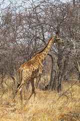 Giraffe, Giraffa camelopardalis, in Etosha National Park, Namibia