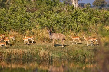 the group Greater kudu, Tragelaphus strepsiceros in the Bwabwata National Park, Namibia