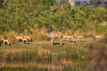 the group Greater kudu, Tragelaphus strepsiceros in the Bwabwata National Park, Namibia