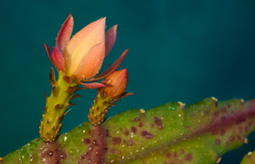Orchid cactus flower
