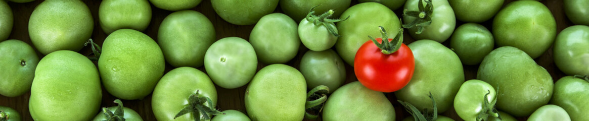 Business Sales - Red tomato panorama, PR concept for getting noticed in advertising.
