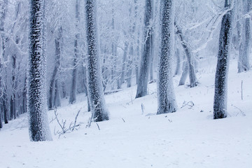 Frosty trees moody winter landscape