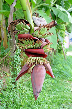 banana blossom in the garden