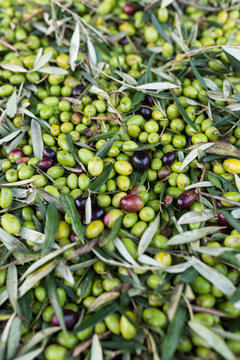 raccolta olive verdi