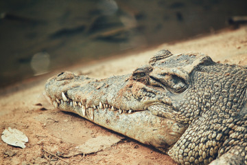 Obraz premium crocodile