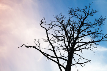 Black leafless tree photo over colorful evening sky