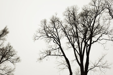 Leafless bare trees over gray sky background