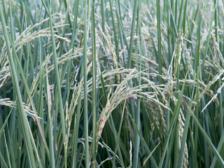 Rice fields ,Foods of the world