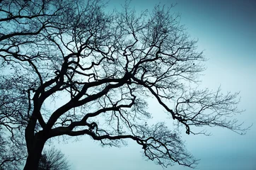 Poster Old leafless bare tree over blue sky background © evannovostro