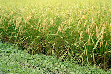 Rice field back ground
