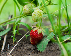 Ripe and unripe strawberries on the bush
