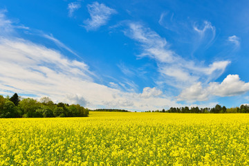 Rape field