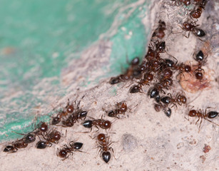 ants on a concrete wall