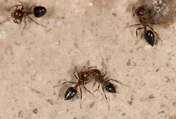 ants eat