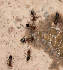 ants eat