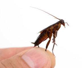 cockroach in hand