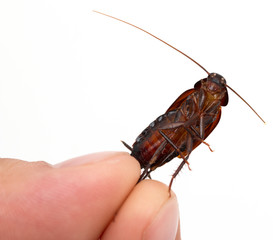 cockroach in hand