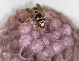 wasp macro