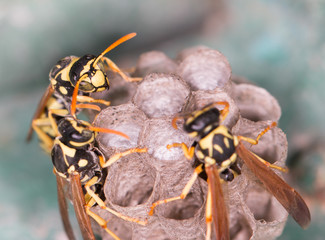 wasp macro