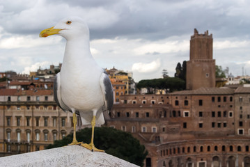 A seagull against background of Trajan's Market, Rome, Italy