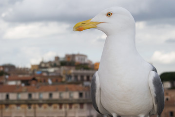 A seagull against background of Trajan's Market, Rome, Italy
