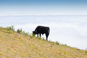 Cow and veal pasture in the mountains madeira
