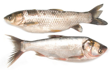 fish carp on a white background