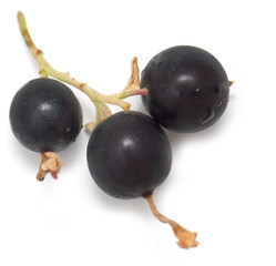ripe blackberry on a white background