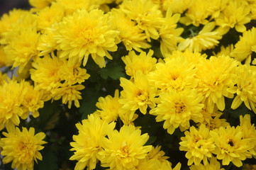 A bush of yellow chrysanthemums