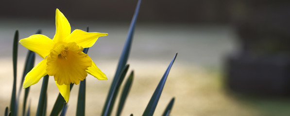 Daffodil, panorama with text space.