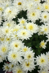 White chrysanthemum