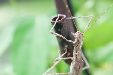 Stick Insect (Phasmatodea) male and female on green leaves backg