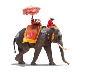 Fototapeta premium Elephant for Tourists in Thailand. isolated on white background