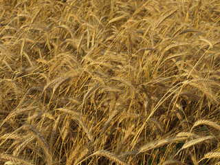 wheat field