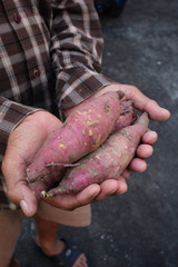 Sweet potato on hand