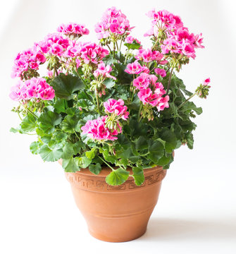 Pr&auml;chtig bl&uuml;hende Geranie  - Pelargonium Zonale