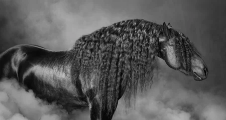 Foto op Canvas Portret van zwart Fries paard met lange manen in de rook © Kseniya Abramova